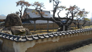 尾道市天然記念物の　松の木があります