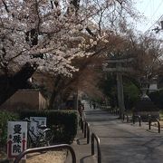 紅葉だけではなく桜も綺麗です