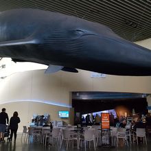 ロングビーチらしいゆるさがある水族館