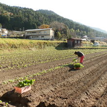 春野菜を植える、大原女