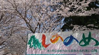黒川沿岸の桜並木