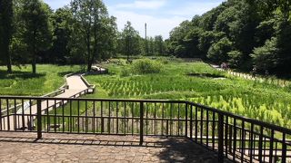 緑が広々と広がっている