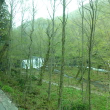 新緑がいいですね