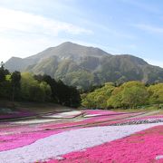 一部見頃の時期に行ってみました