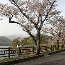 赤谷湖畔の桜