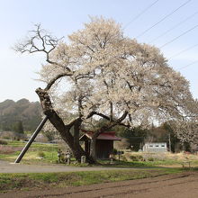 たくみの里内の桜