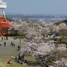 展望台から公園