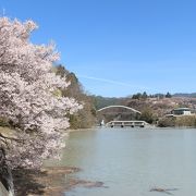 湖畔の桜と高遠城址の桜を外から見ることができます