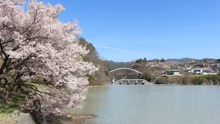 湖畔の桜と高遠城址の桜を外から見ることができます