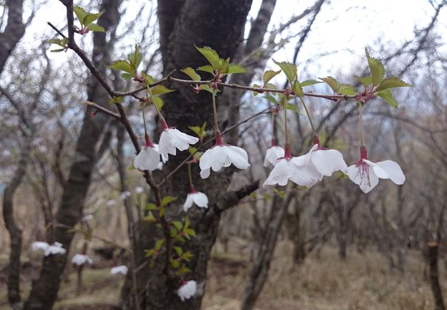 運が良くないと富士山は見えない！？