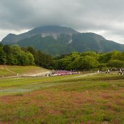 芝桜が有名な公園です。