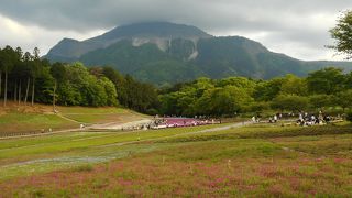 芝桜が有名な公園です。