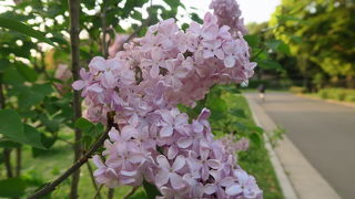 札幌の花『ライラック』を観に行きました