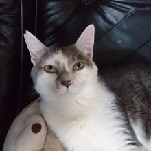 看板猫  ソラくん