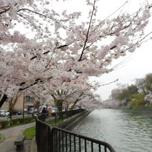 水路に映える桜並木