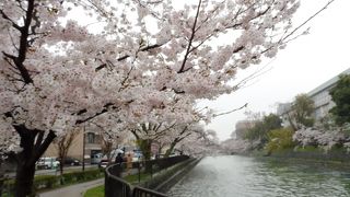 雨に打たれた桜並木の下で・・・
