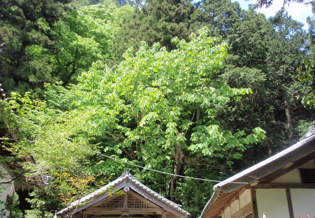 額井岳（大和富士）登山途中で戒長寺に寄りました