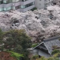 桜がきれい