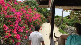 健気だけどマイペース、頑張れマブヤーくん！