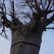 太い幹の途中を切られても