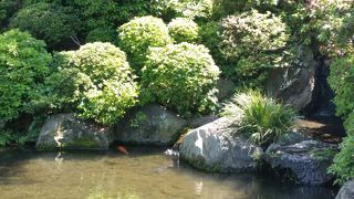 つつじ祭りやってました