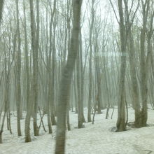 雪と霧と木立ちの幻想的な景色でした