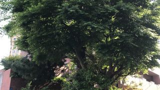 麻布の坂の上にある松の木