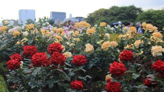 バラが見頃でした
