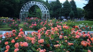 代々木公園のバラが見頃