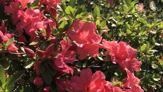 緑が多い、憩いの場です。