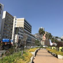 ジャカランダ通り