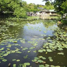 源平池です