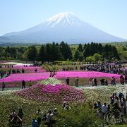 富士山をバックに色とりどりの芝桜がとってもきれい！
