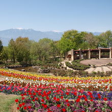 ちょうどチューリップが咲いていました