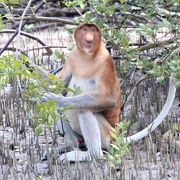 主な動物を見る目的ならトレッキングの必要はありません。