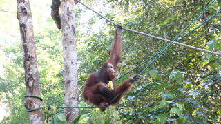 見られたらラッキー！