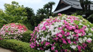 つつじの綺麗な庭園