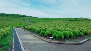 ネモフィラの時期にまた来たい！