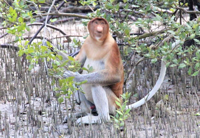 主な動物を見る目的ならトレッキングの必要はありません。