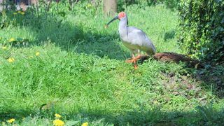 マジックミラー越しに、トキを間近に鑑賞