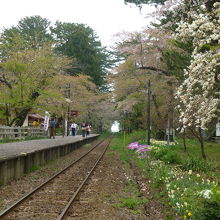 駅のホームと桜並木