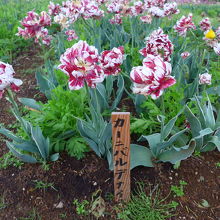 シャクヤクの様なチューリップです　カーニバルデナイト