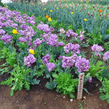 ブルーダイヤモンドの名前が付いた大きな花のチューリップ