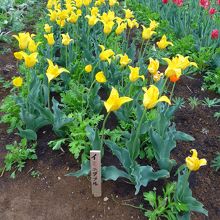 黄色い「イミニダブル」というチューリップ