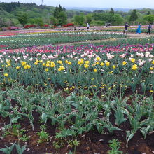広々としたチューリップ畑
