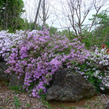 つつじも満開に咲いていました