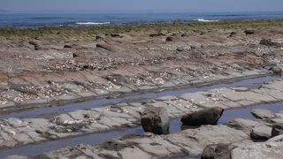 自然が造りだした絶景　鬼の洗濯板