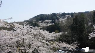 栃木が誇る桜の名所