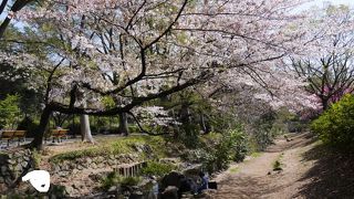 桜の時期、花見でにぎわっていた。