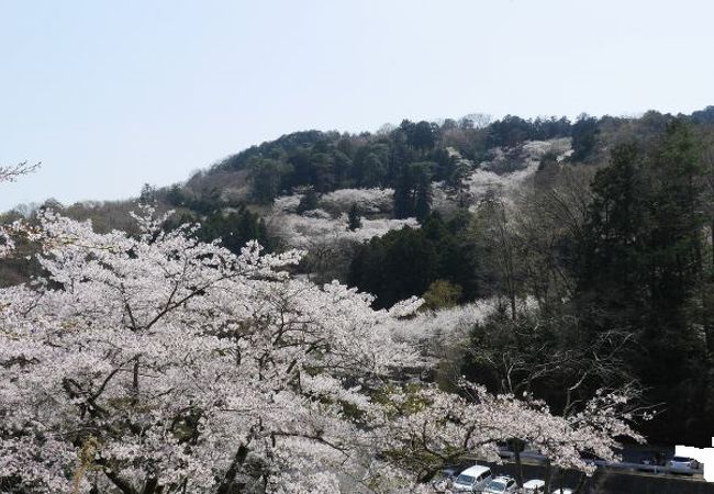 太平山 クチコミ アクセス 営業時間 栃木 壬生 都賀 フォートラベル